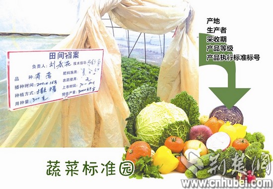 武汉蔬菜产销敲开“标准”大门 问题菜可追溯来源 武汉蔬菜产销敲开“标准”大门 问题菜可追溯来源