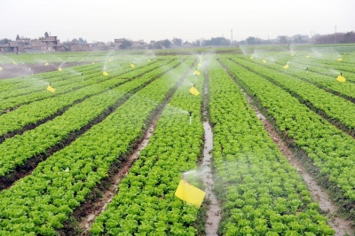 广西壮族自治区玉林市标准蔬菜基地。 广西重推六大特色产业加快现代农业发展
