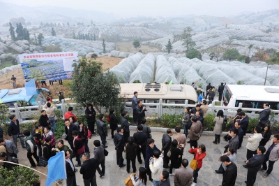 2011年12月6日,来自全国各地的游客在广西壮族自治区阳朔县万亩金桔园观赏金桔留树保鲜“穿衣”的奇特景观 广西重推六大特色产业加快现代农业发展