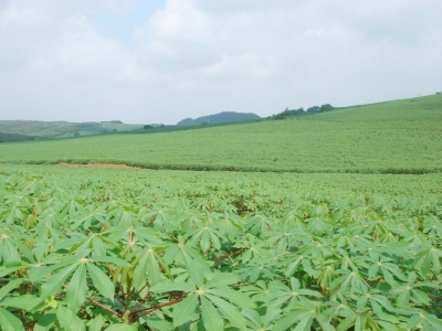 广西壮族自治区种植木薯的面积与产量均占全国总量的70%以上 广西重推六大特色产业加快现代农业发展