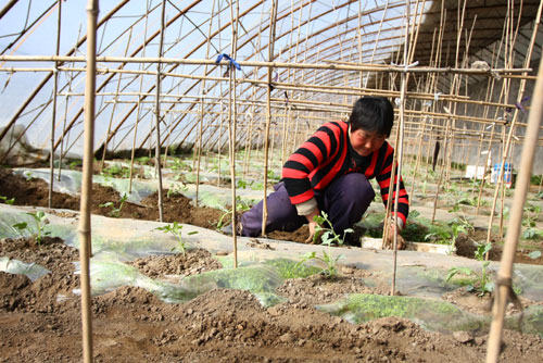 ʵʩѧֲ ؿũ¸·(ͼ)