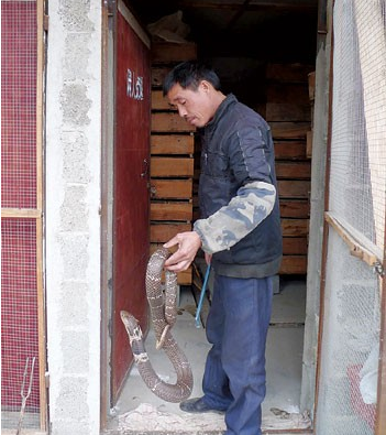 陆天宝在展示他养的蛇。 昔日捕蛇者成养蛇带头人 村民走上养蛇致富路
