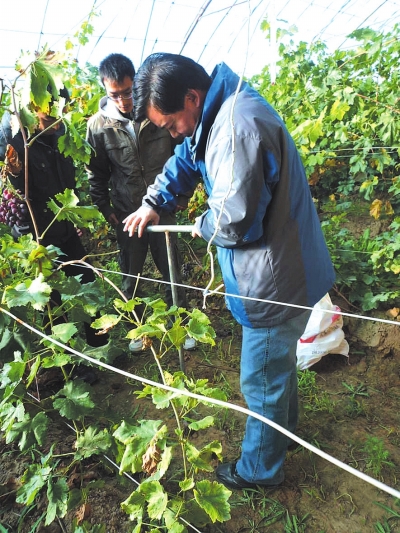 科技人员指导农民种植葡萄 永登:903座日光温室红提葡萄成村民“摇钱树”