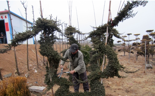 这棵龙形状的探海松如今已经可以卖到一万元 陈疃异形苗木放异彩 苗木种植半年带来15万利润