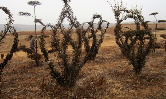 大棚里的金叶女贞苗