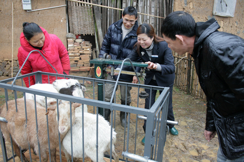 ÅàÓý¸ßɽÓÅÖÊɽÑò»ùµØ ÅàÓý¸ßɽÓÅÖÊɽÑò»ùµØ