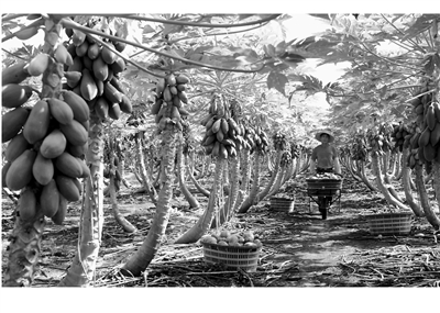 优质木瓜成林(新农NEWS采编) 农业科技之花在徐闻遍地盛开