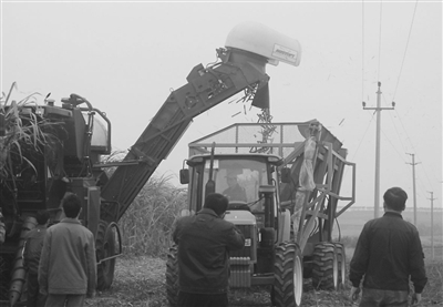 机械采收甘蔗(新农NEWS采编) 农业科技之花在徐闻遍地盛开,机械采收甘蔗