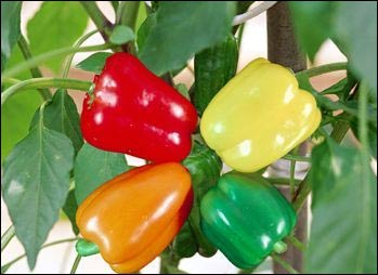 新农致富配图:甜椒 喀什农民增收致富的“金疙瘩”