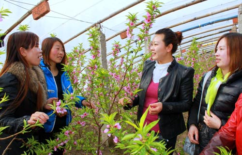 图为该合作社社员向温室油桃种植能手李英辉右二学习技术。 结对帮扶让合作社员科技致富