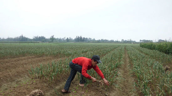 林海彬在套种了花生的蒜田里收获大蒜 企水农民巧种植效益高