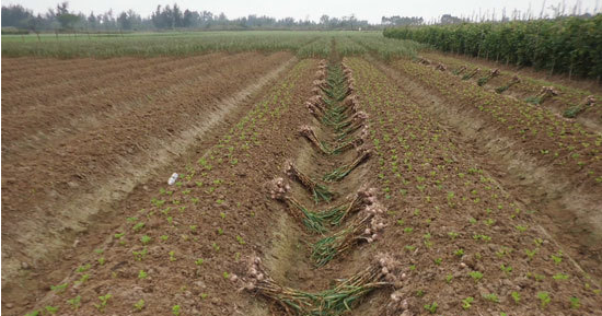 大蒜还没有收完花生已长出来了 企水农民巧种植效益高:大蒜还没有收完花生已长出来了