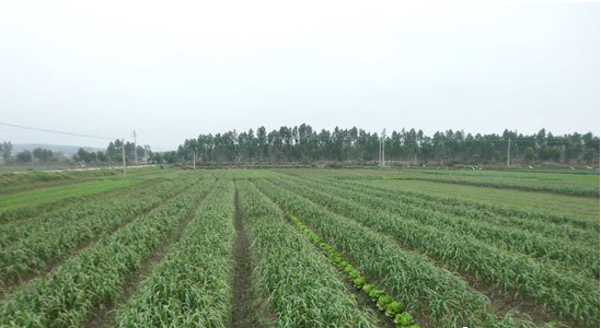 等待收获的蒜田 企水农民巧种植效益高:等待收获的蒜田