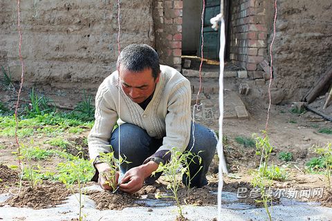 ¼Ö¹ú·æÕýÔÚÊÌŪ×Ô¼ÒµÄÎ÷ºìÊÁÃç ´óÅïÀï»°Ö¸»