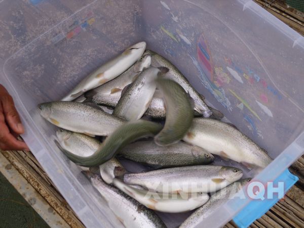 准备投放市场的三文鱼 青海最大高原黄河冷水鱼养殖基地呼之欲出