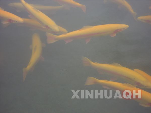 水产养殖专家对养殖户进行手把手的技术指导 海林水产养殖合作社网箱内自由自在的金鳟鱼