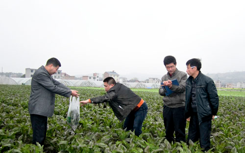 抽样专职人员深入三河星光基地抽取蔬菜样品 2012年炎陵县将抽样检测果蔬菜样品8000批次