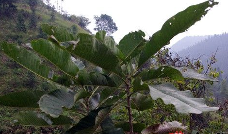 Ë«ÅÆ´ò¹Äƺҩ²ÄרҵºÏ×÷ÉçÖúũָ» Ë«ÅÆ´ò¹Äƺҩ²ÄרҵºÏ×÷ÉçÖúũָ»