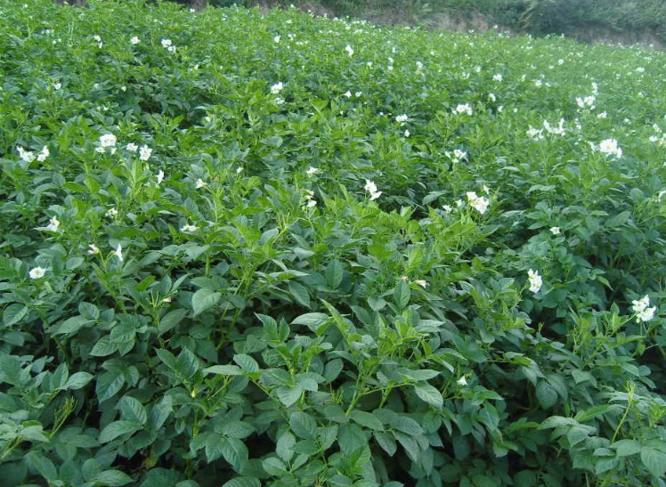 白芷 种植中药材 村民收获致富之花