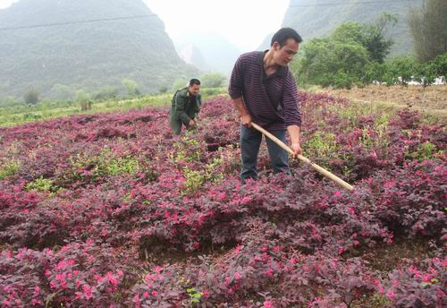 ����������ũ���ֻ��ݿ��¸�