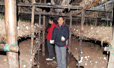 宋世江正在他的菇场采摘蘑菇 四川泸州纳溪:大山深处种菇人 致富不忘乡亲们