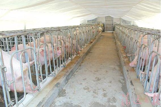 大古坳村种猪产业示范基地养殖的生猪 生猪养殖成撬动贫困户脱贫支点