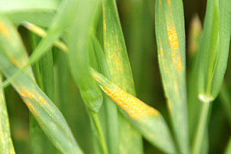 农业部要求:坚决打赢小麦条锈病防控阻截战