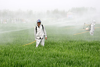 农业部要求:坚决打赢小麦条锈病防控阻截战