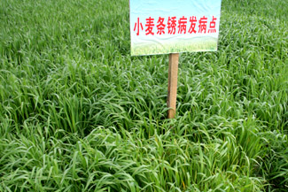 农业部要求:坚决打赢小麦条锈病防控阻截战