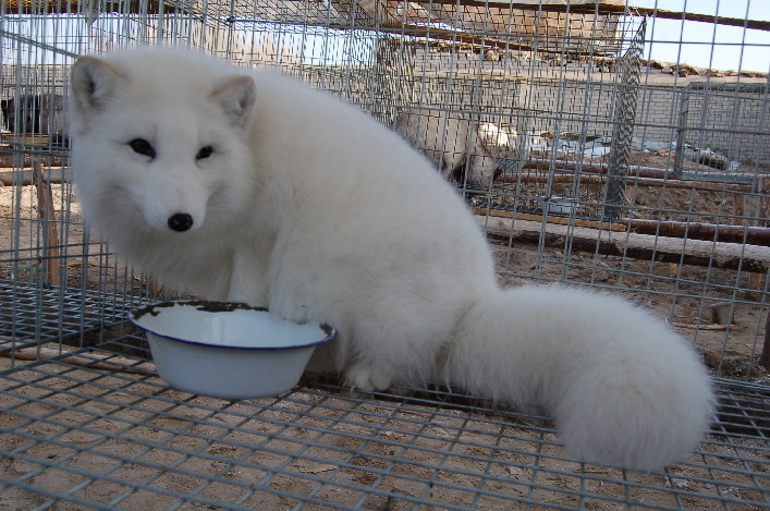 山东平度市农民养600只狐狸年赚10多万 山东平度市农民养600只狐狸年赚10多万_新农网