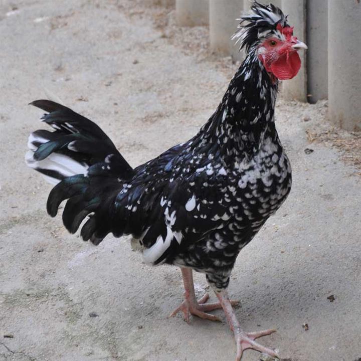 贵妃鸡——新农致富配图 安徽夏阁镇万山村:农民工返乡办场养贵妃鸡