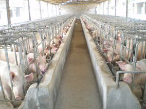 养殖场的猪头头都膘肥体壮 养殖场的猪头头都膘肥体壮