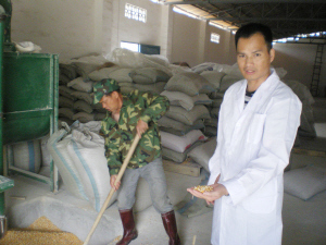 喂猪主要用玉米和豆粕 喂猪主要用玉米和豆粕