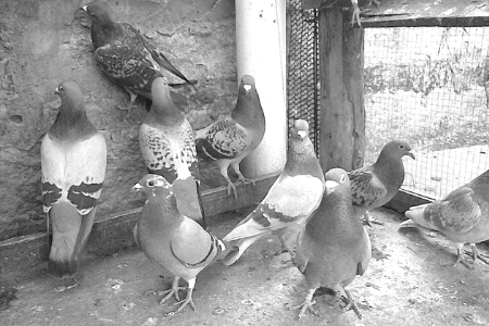 ˵ƽׯһλ¸·ŮꡣһյĴգ߽ׯ߽λԶֳƽ