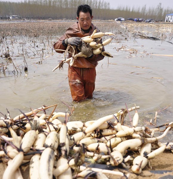 刚刚挖出来的莲藕 刚刚挖出来的莲藕