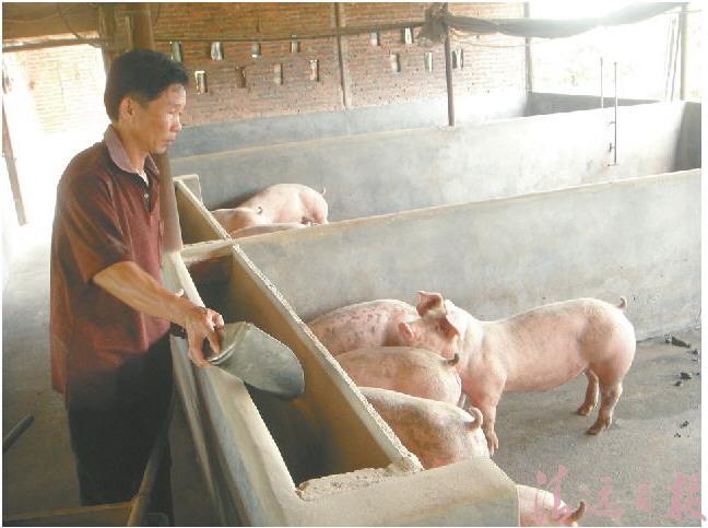 钟冠星:发展立体式种养业致富 钟冠星:发展立体式种养业致富