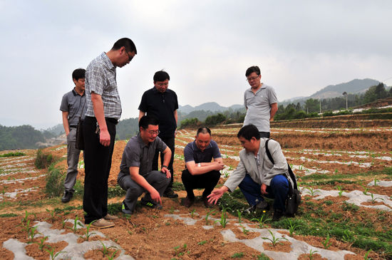 云南彝良良种良法提高粮食产量促农增收 云南彝良良种良法提高粮食产量促农增收