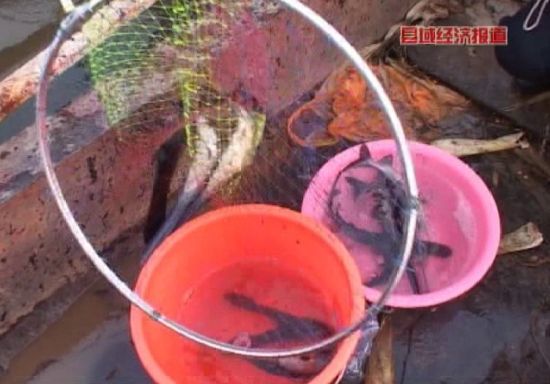 陕西黄陵:水里淘金。央视视频截图。 陕西黄陵:水里淘金。央视视频截图。