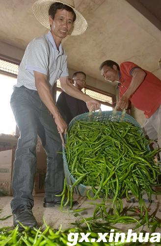 5ÔÂ18ÈÕ£¬ÔÚ¹ãÎ÷ÇÕÖÝÊÐÇÕÄÏÇøÄÇÀöÕò£¬¿ÍÉ̽«ÊÕ¹ºµÄÀ±½··Åµ½²Ö¿â´¢·Å 5ÔÂ18ÈÕ£¬ÔÚ¹ãÎ÷ÇÕÖÝÊÐÇÕÄÏÇøÄÇÀöÕò£¬¿ÍÉ̽«ÊÕ¹ºµÄÀ±½··Åµ½²Ö¿â´¢·Å