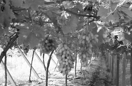 �ƺ������̬ũҵ�Ƽ�԰����� ��Ǯ��������