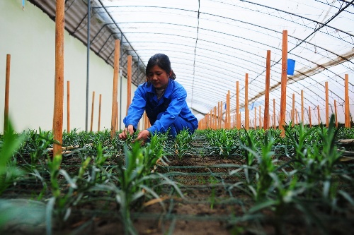  ຣ2012523 ũҵƼ԰ԭũҵչ ԰Ա绨ֲĿܰժо522㣩