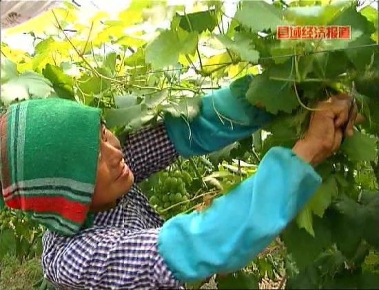 浙江海盐:家庭农场。央视视频截图。