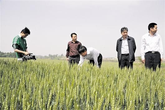 图为:广水小麦产区喜迎丰收 图为:广水小麦产区喜迎丰收