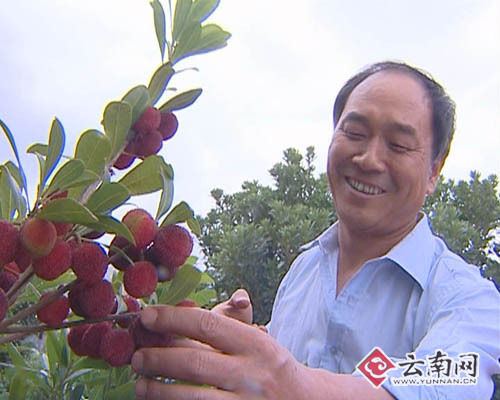 尹忠全看到杨梅挂满枝头开心地笑了 回乡创业结“丰果” 昆明官渡区扶持外出务工者回乡创业