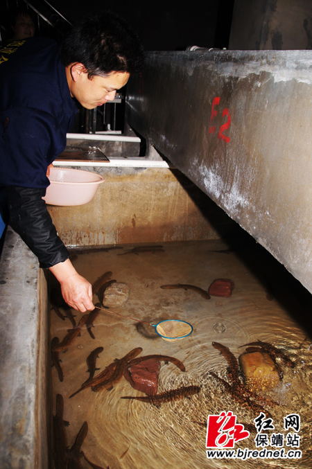 灯光打过去后,娃娃鱼们马上往四个角落里躲开 灯光打过去后,娃娃鱼们马上往四个角落里躲开