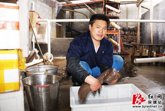 娃娃鱼学名叫大鲵,有着“生物活化石”的美誉 娃娃鱼学名叫大鲵,有着“生物活化石”的美誉