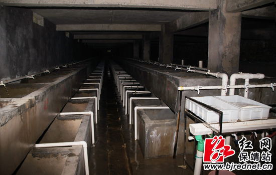 “娃娃鱼”生性好静,喜阴湿环境,养殖基地建在地下室内