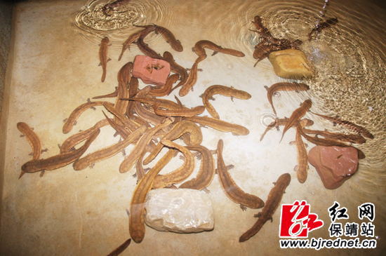 一群娃娃鱼正在欢快地扭动 一群娃娃鱼正在欢快地扭动