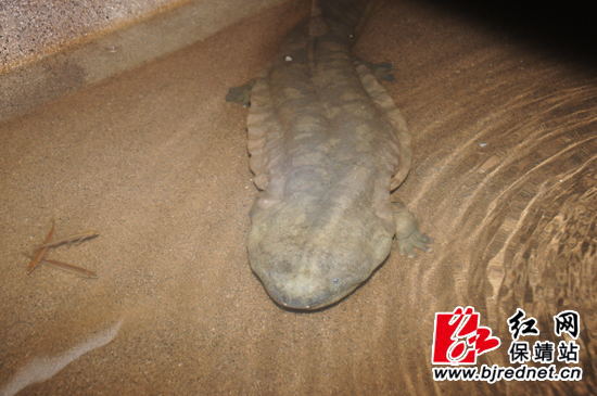 养殖基地内的娃娃鱼 养殖基地内的娃娃鱼