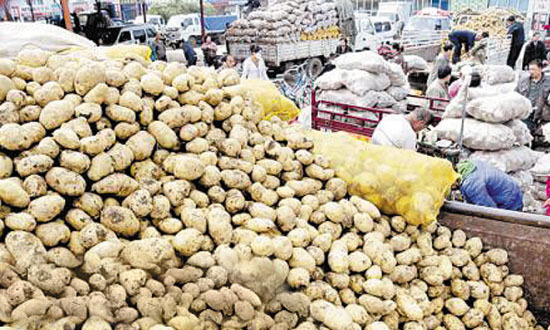 内蒙受创后的马铃薯产业:犹豫中坚持 内蒙受创后的马铃薯产业:犹豫中坚持